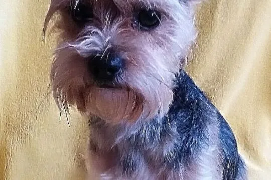 Yorkshire Terrier - Reproduktor, Śląskie, Częstochowa