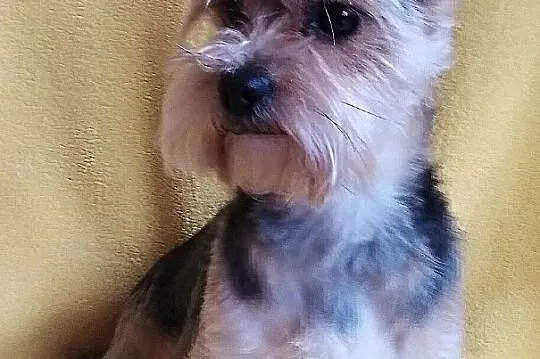 Yorkshire Terrier - Reproduktor, Śląskie, Częstochowa
