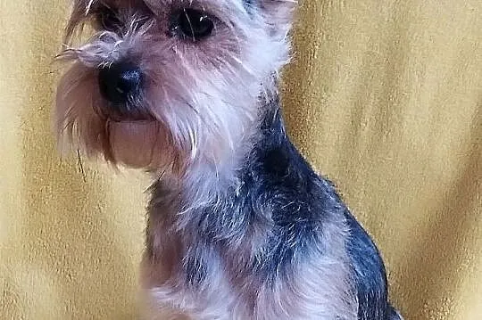 Yorkshire Terrier - Reproduktor, Śląskie, Częstochowa