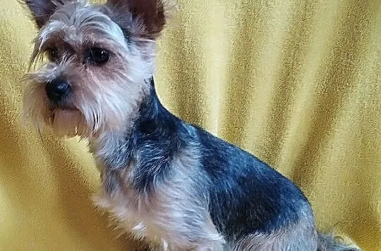 Yorkshire Terrier - Reproduktor, Śląskie, Częstochowa