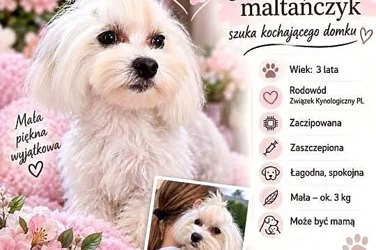 Dorosla sunia Maltanczyk Związek Kynologiczny PL