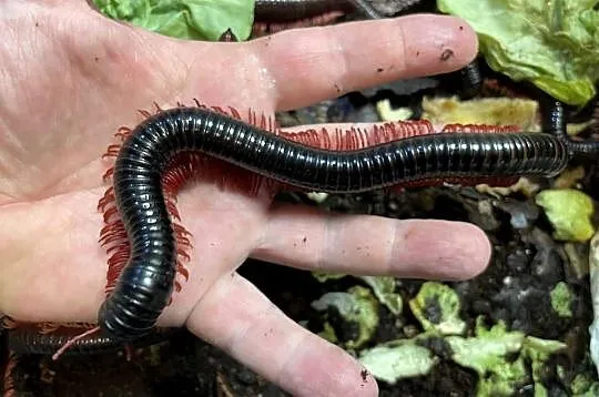 wij z Wietnamu (Remulopygus brevispinus /Balustreptus fasciatus)