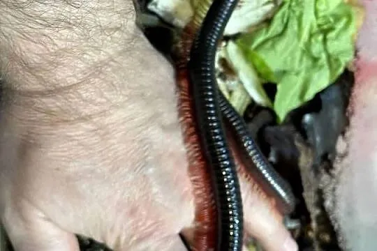wij z Wietnamu (Remulopygus brevispinus /Balustreptus fasciatus), Śląskie, Gliwice
