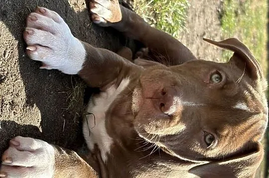 American bully xl abkc suczka szczeniak, Wielkopolskie, Czerlejno
