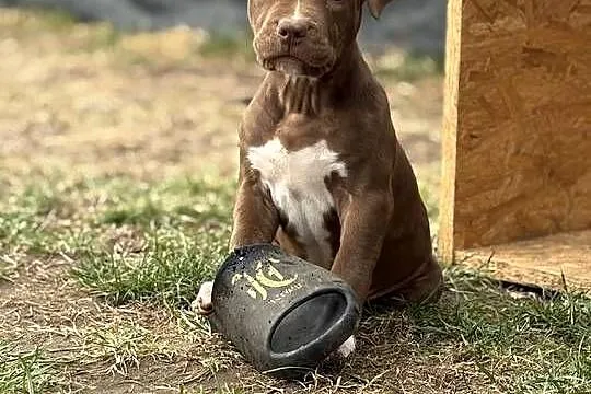 American bully xl abkc suczka szczeniak, Wielkopolskie, Czerlejno
