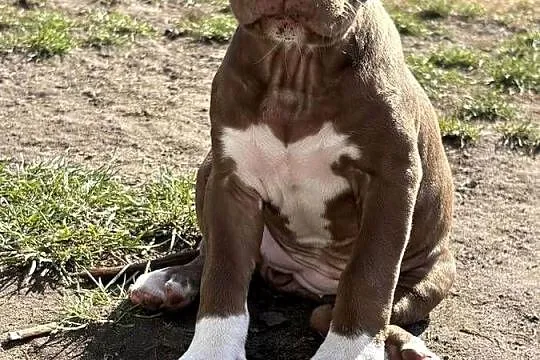 American bully xl abkc suczka szczeniak, Wielkopolskie, Czerlejno