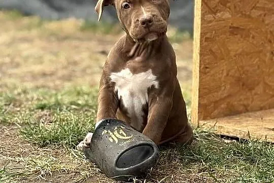 American bully xl abkc suczka szczeniak, Wielkopolskie, Czerlejno