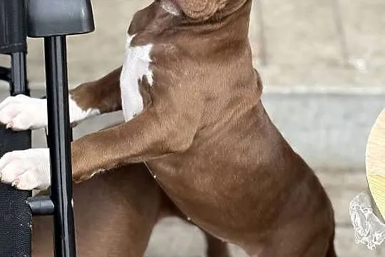 American bully xl abkc suczka szczeniak, Wielkopolskie, Czerlejno