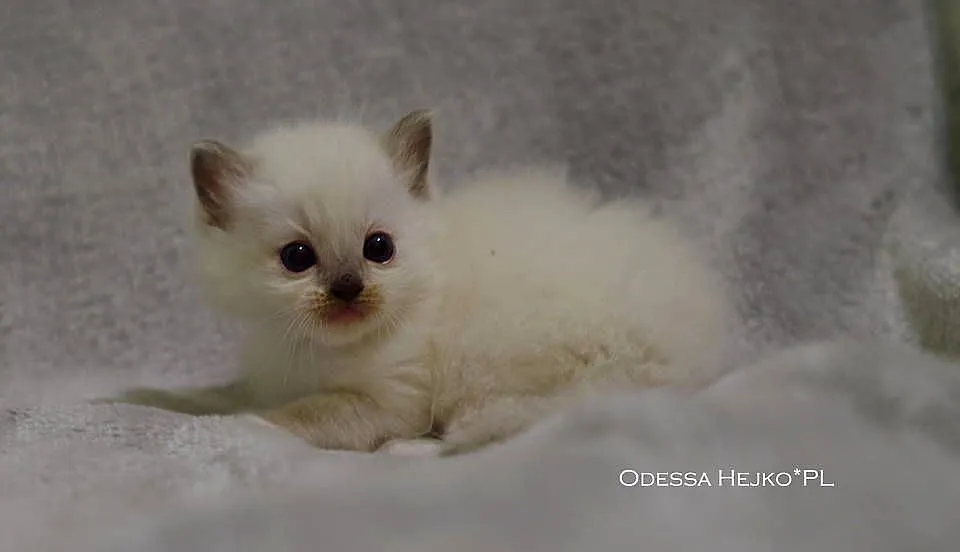 Kochane Kocięta Ragdoll Profesjonalna Hodowla FIFe, Dolnośląskie, Wrocław