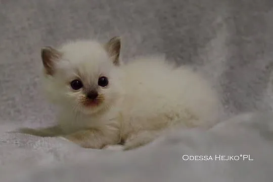 Kochane Kocięta Ragdoll Profesjonalna Hodowla FIFe, Dolnośląskie, Wrocław