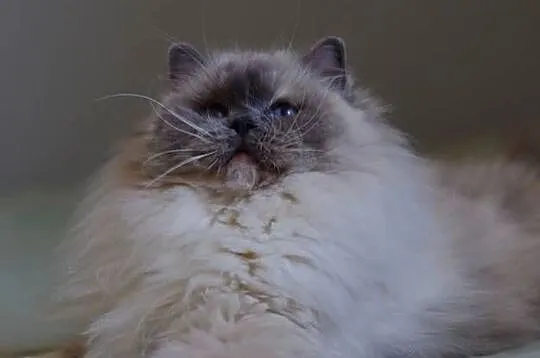 Kochane Kocięta Ragdoll Profesjonalna Hodowla FIFe, Dolnośląskie, Wrocław