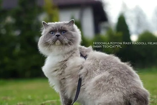 Kochane Kocięta Ragdoll Profesjonalna Hodowla FIFe, Dolnośląskie, Wrocław