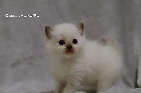Kochane Kocięta Ragdoll Profesjonalna Hodowla FIFe, Dolnośląskie, Wrocław