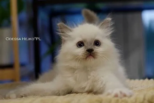 Kochane Kocięta Ragdoll Profesjonalna Hodowla FIFe, Dolnośląskie, Wrocław