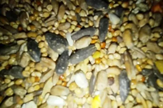 Karma dla papug, Kujawsko-pomorskie, Żnin
