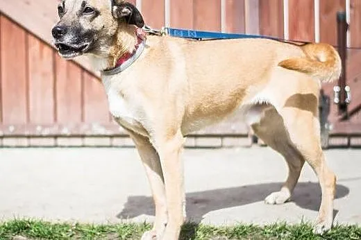 Roki - młody, energiczny super psiak do adopcji,  