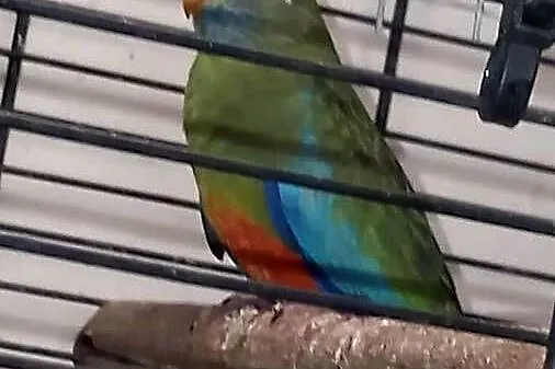 Łąkówki wspaniałe, papugi