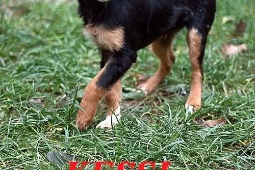 KESSI malutki szkrab czeka na kochającego człowieka,  małopolskie Nowy Sącz