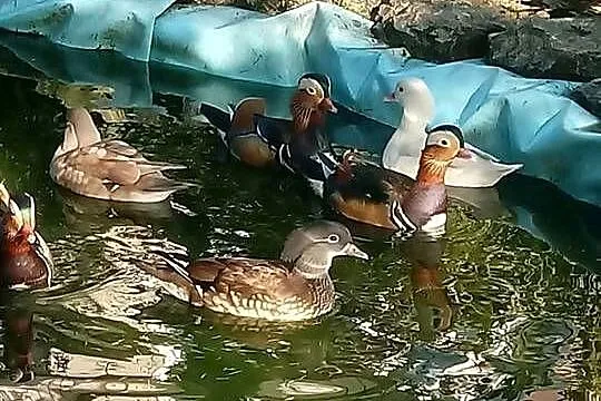 Kaczki mandarynki, karolinki, Małopolskie, Skała