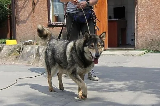 SZIMI Czechosłowacki Wilczak czeka na dom,