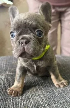 Französische Bulldoggenwelpen zu verkaufen ... WhatsApp: +44 7453 907158, , Muniaczkowice