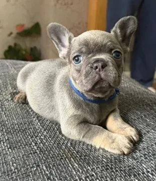 Französische Bulldoggenwelpen zu verkaufen ... WhatsApp: +44 7453 907158, , Muniaczkowice