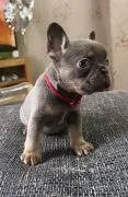 Französische Bulldoggenwelpen zu verkaufen ... WhatsApp: +44 7453 907158