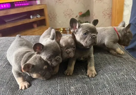 Französische Bulldoggenwelpen zu verkaufen ... WhatsApp: +44 7453 907158, , Muniaczkowice