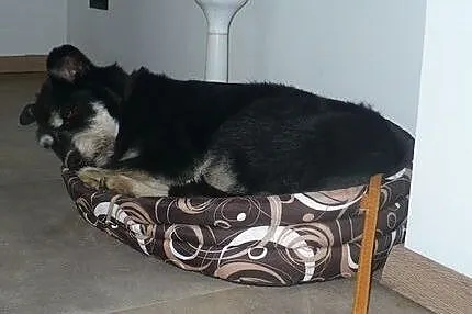 BARRY idealny psi przyjaciel każdej rodziny! szuka