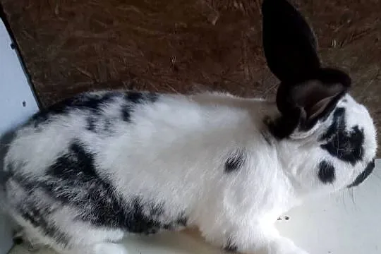 Sprzedam samca Srokacza, Śląskie, Zajączki Pierwsze