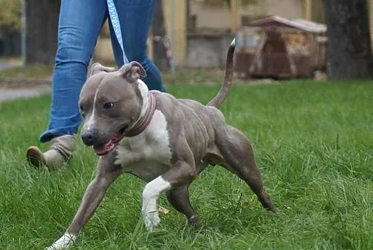 Fundacja sos amstaffy - Kiara- 2 letnia pitbullka 