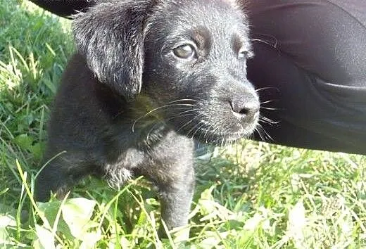 Cooper - dwumiesięczna kuleczka czeka na Ciebie!!!
