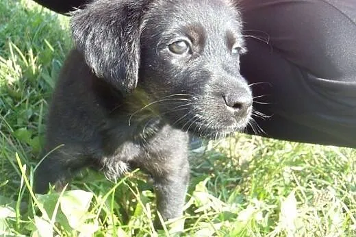 Cooper - dwumiesięczna kuleczka czeka na Ciebie!!!