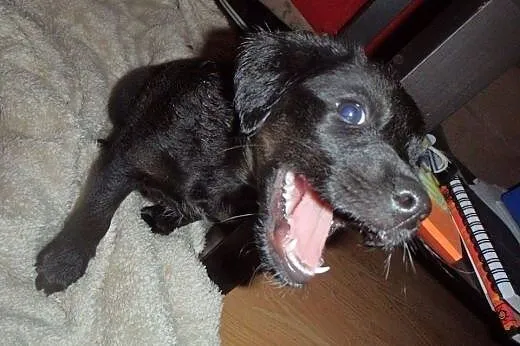 Cooper - dwumiesięczna kuleczka czeka na Ciebie!!!