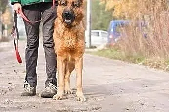 VOX WYJĄTKOWY PIES !!! PODARUJ MU DOM !!! NIE CZEK