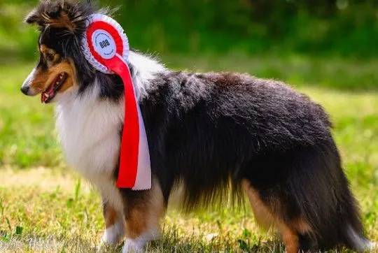 Owczarek szetlandzki, sheltie, szczenięta-zapowiedź miotu., , Kielce