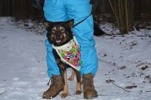 Aron- młody ok 3 letni psiak do adopcji,  mazowiec