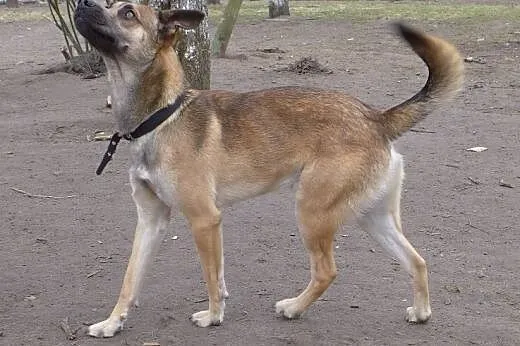 Do adopcji poleca się Dyzio :),  mazowieckie Piast