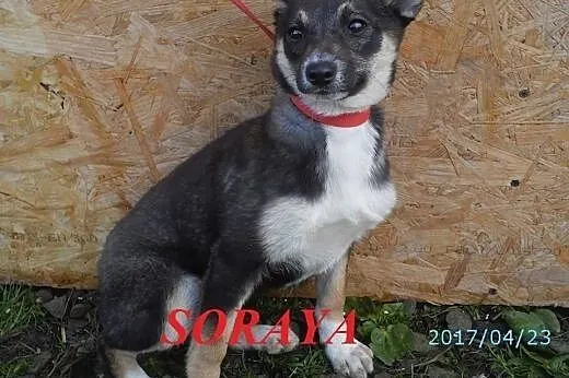 SORAYA - nieśmiałe psie dziecko czeka na człowieka, który ją pokocha.,  małopolskie Nowy Sącz