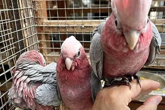 Papuga Kakadu Różowe Szczepiące na Lutino