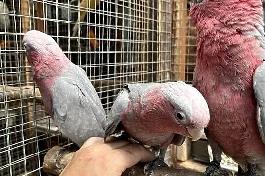 Papuga Kakadu Różowe Szczepiące na Lutino, Pomorskie, Sztum