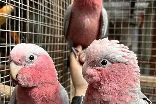 Papuga Kakadu Różowe Szczepiące na Lutino, Pomorskie, Sztum