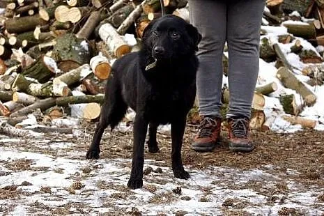 Alma, grzeczna, młodziutka suczka szuka domu!,  Ku