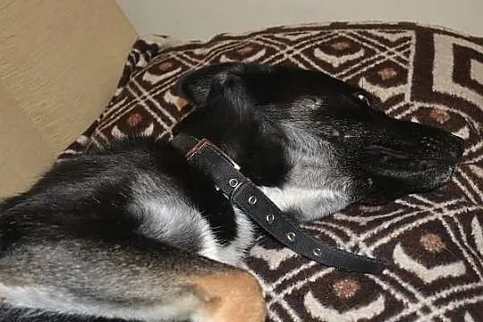 Fuksa