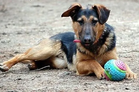 LARGO - cudne oczka piesek ma, kto przygarnie tego