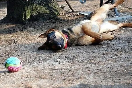 LARGO - cudne oczka piesek ma, kto przygarnie tego