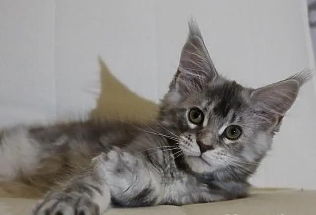 Koteczka Maine Coon Java z rodowodem po utytuowany