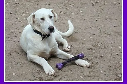 8 mies.labrador mix,duży,łagodny,przyjazny pies.ADOPCJA,  małopolskie Kraków