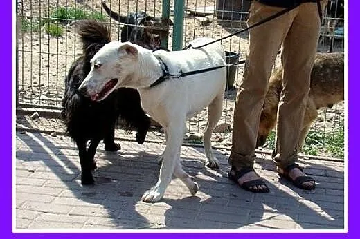8 mies.labrador mix,duży,łagodny,przyjazny pies.AD