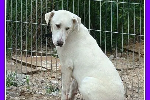 8 mies.labrador mix,duży,łagodny,przyjazny pies.AD